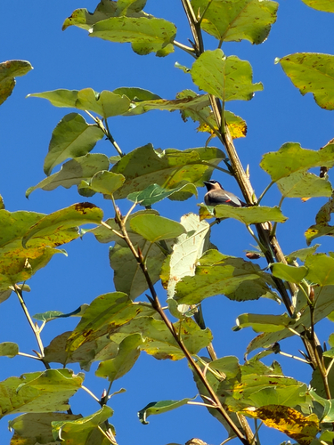 Cedar Waxwing