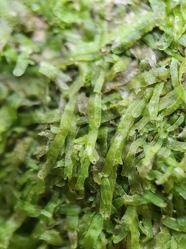 Forked Veilwort