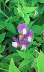 Lathyrus laxiflorus