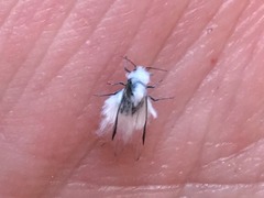 Eriosomatinae