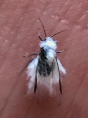 Eriosomatinae