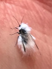 Eriosomatinae