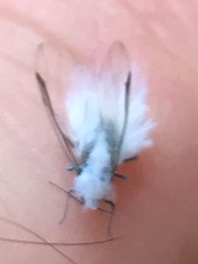 Eriosomatinae