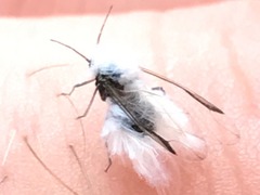 Eriosomatinae