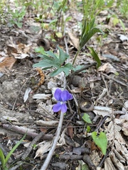 Viola subsinuata