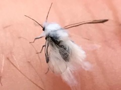 Eriosomatinae