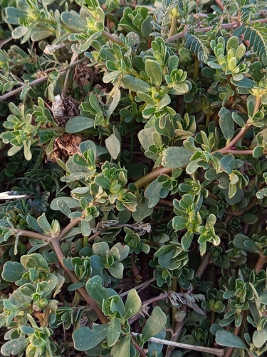 Common Purslane