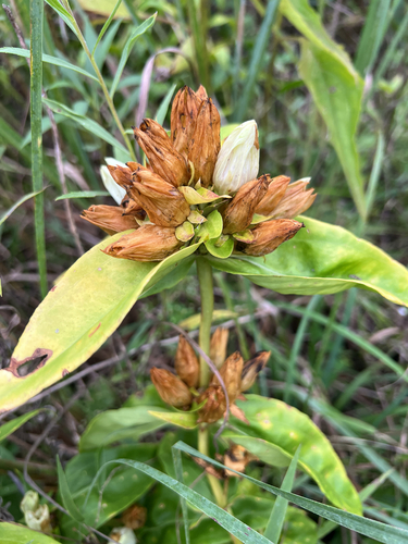 pale gentian