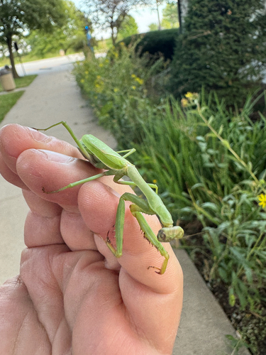 Carolina Mantis