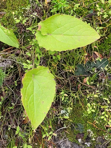 Arnica cordifolia observed 2026-09-01