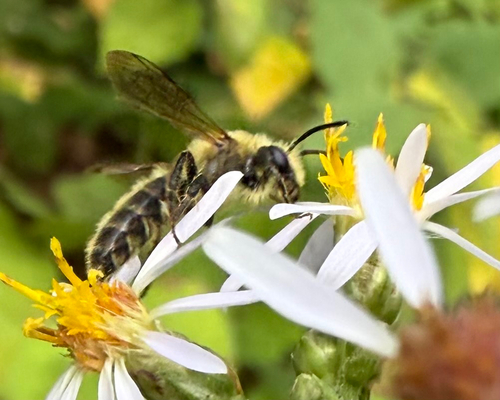 Hairy-banded Mining Bee