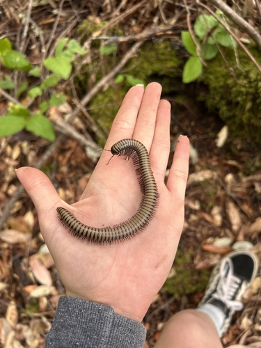 Paeromopus angusticeps