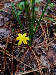 Hypoxis wrightii