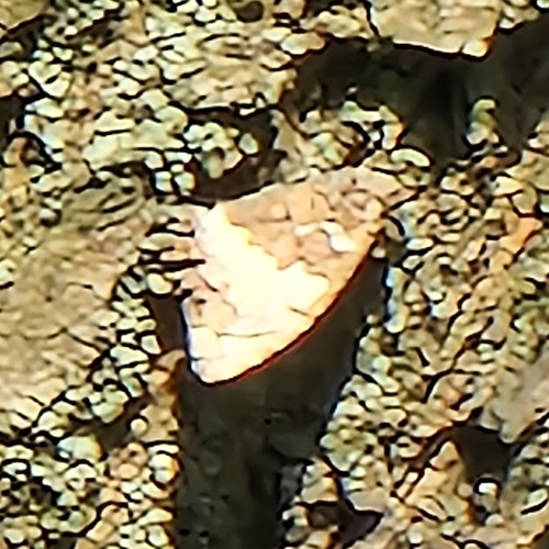 Great Banded Grayling