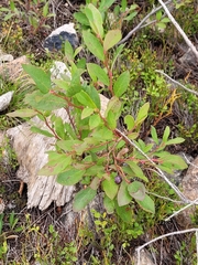 Vaccinium membranaceum