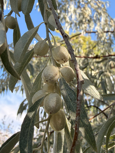 Russian olive