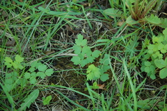 Thalictrum minus