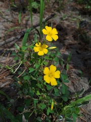 Oxalis texana