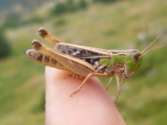Stenobothrus rubicundulus