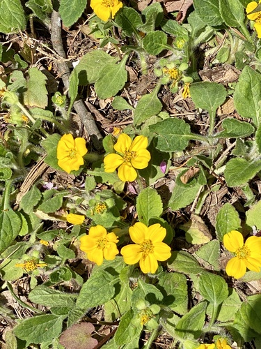 Chrysogonum virginianum