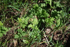 Thalictrum minus