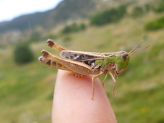 Stenobothrus rubicundulus