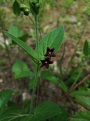 Matelea cynanchoides
