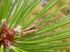 Stenobothrus rubicundulus