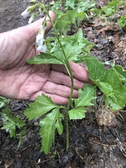 Cardamine maxima