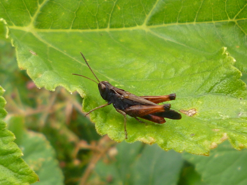 koník trojfarebný (Omocestus rufipes)