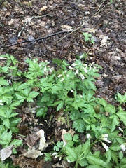 Cardamine maxima