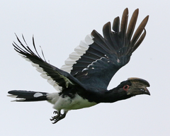 Trumpeter Hornbill photo 3