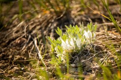 Astragalus gilviflorus