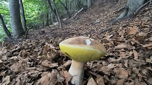 King Bolete