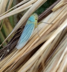 Cicadella