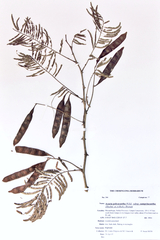 Senegalia polyacantha