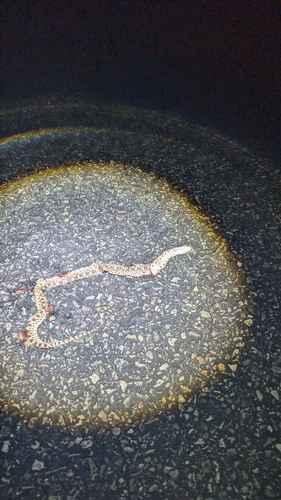 Gopher Snake