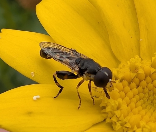 Thick-legged Hover Fly