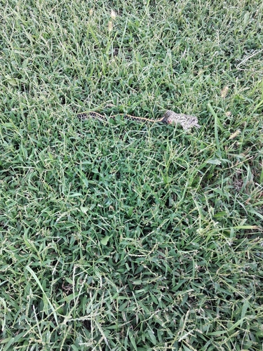 Plains Garter Snake