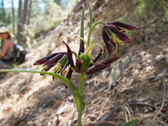 Fritillaria atropurpurea
