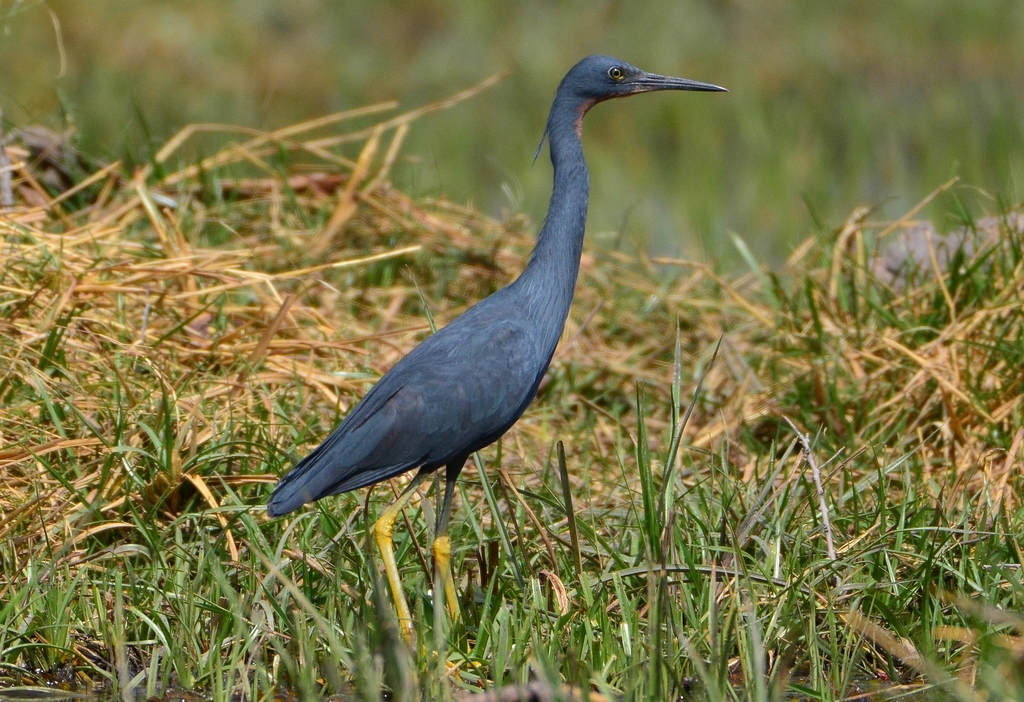 Slaty Egret photo