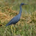 Slaty Egret - Photo (c) Ian White, some rights reserved (CC BY-NC-SA)