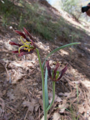 Fritillaria atropurpurea