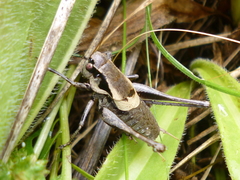 Pholidoptera dalmatica