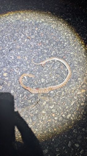 Glossy Snake