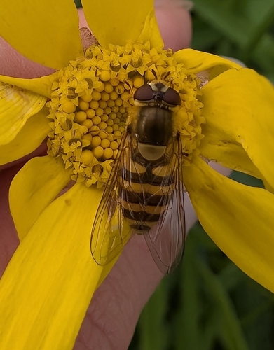 Common Flower Flies