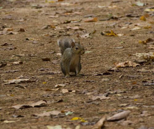 Eastern Gray Squirrel