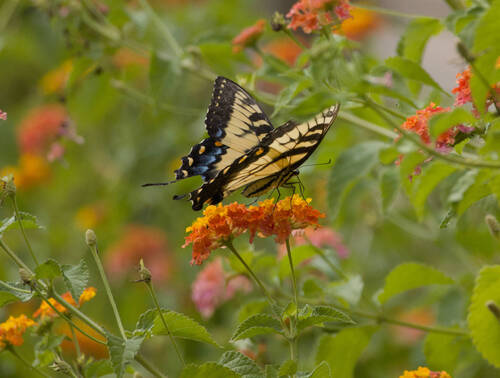 Eastern Tiger Swallowtail