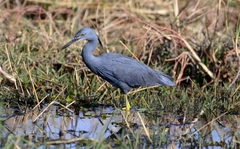 Slaty Egret photo 4