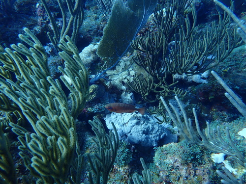 Heteropriacanthus cruentatus observed 2026-09-06